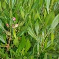 Dodonaea